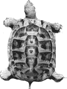 cymatic turtle